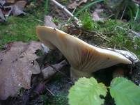Rosascheckiger Milchling, Foto 11
