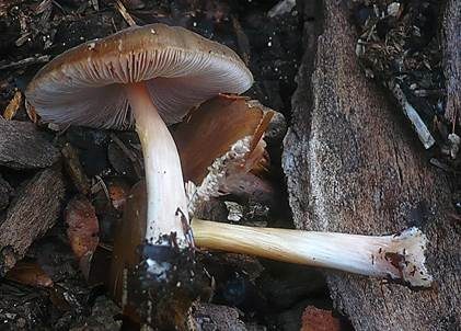 Rosastieliger Dachpilz, Foto 2