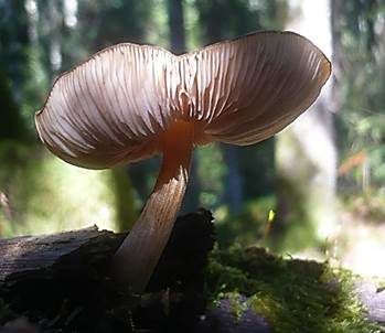 Rosastieliger Dachpilz, Foto 3