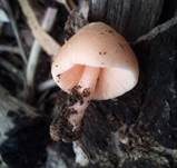 Rosastieliger Dachpilz, Foto 12