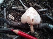 Rosastieliger Dachpilz, Foto 13