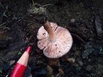 Rosastieliger Dachpilz, Foto 15
