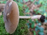 Rosastieliger Dachpilz, Foto 16