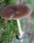 Rosastieliger Dachpilz, Foto 17