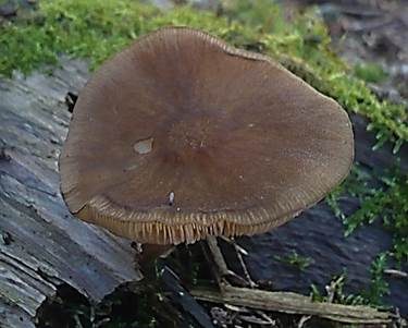 Rosastieliger Dachpilz, Foto 4