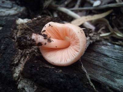 Rosastieliger Dachpilz, Foto 5