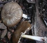Rosastieliger Dachpilz, Foto 6