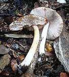 Rosastieliger Dachpilz, Foto 7