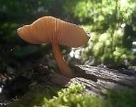 Rosastieliger Dachpilz, Foto 9