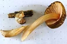 Rosastieliger Dachpilz, Foto 10