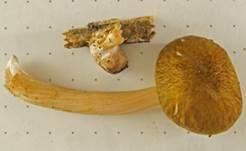 Rosastieliger Dachpilz, Foto 11