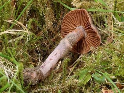 Rosastieliger Wasserkopf, Foto 3