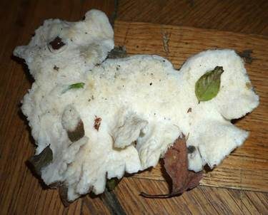 Rosetten-Saftporling, Foto 5