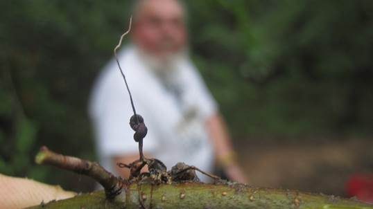 Rossameisenpilz, Foto 4