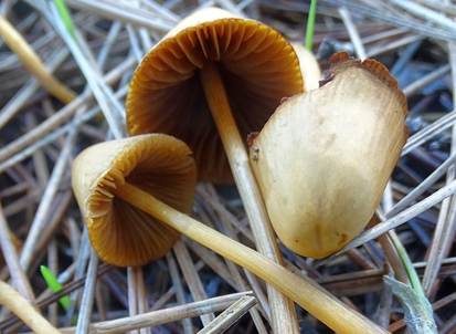 Rossweiden Samthäubchen, Foto 2