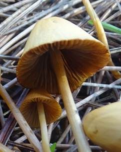 Rossweiden Samthäubchen, Foto 4