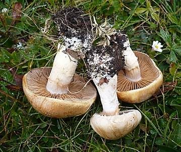 Rostbrauner Dickfuß, Foto 2