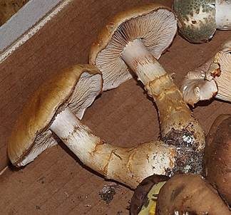 Rostbrauner Dickfuß, Foto 4