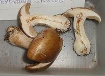 Rostbrauner Dickfuß, Foto 9