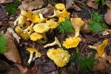 Rostfleckiger Pfifferling, Foto 13