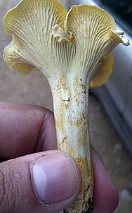 Rostfleckiger Pfifferling, Foto 4