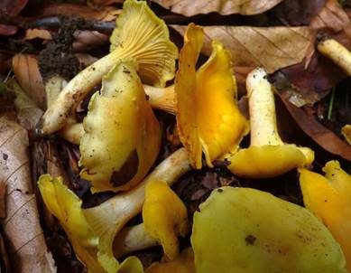 Rostfleckiger Pfifferling, Foto 6