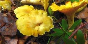 Rostfleckiger Pfifferling, Foto 7