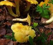 Rostfleckiger Pfifferling, Foto 8