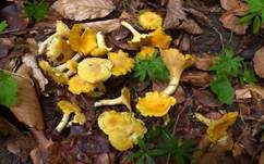 Rostfleckiger Pfifferling, Foto 10