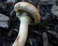 Rostfüßiger Träuschling, Foto 9