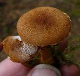 Rostgelber Körnchenschirmling, Foto 8