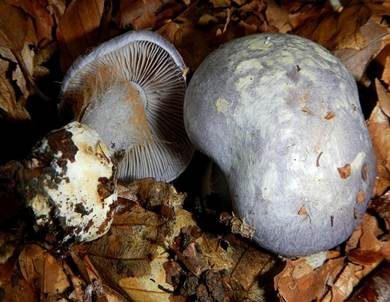Blauer Klumpfuß, Foto 2