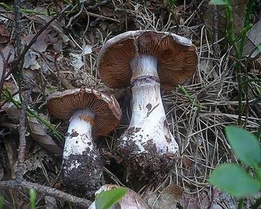 Blauer Klumpfuß, Foto 3