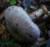 Blauer Klumpfuß, Foto 16