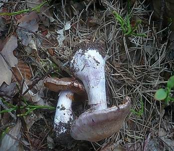 Blauer Klumpfuß, Foto 4