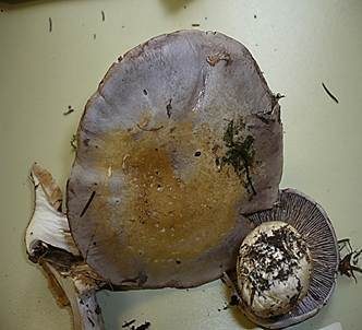 Blauer Klumpfuß, Foto 5