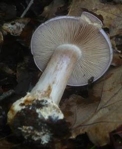 Blauer Klumpfuß, Foto 6