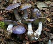 Blauer Klumpfuß, Foto 7