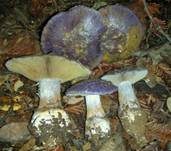 Blauer Klumpfuß, Foto 8