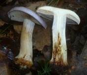 Blauer Klumpfuß, Foto 9
