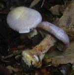 Blauer Klumpfuß, Foto 10