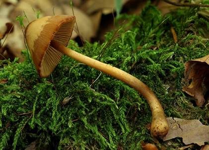Roststieliges Samthäubchen, Foto 3