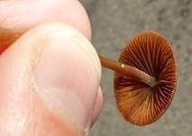 Roststieliges Samthäubchen, Foto 19