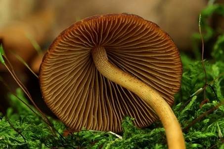 Roststieliges Samthäubchen, Foto 4