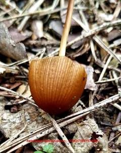 Roststieliges Samthäubchen, Foto 5