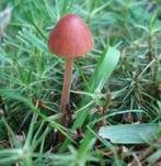 Roststieliges Samthäubchen, Foto 6