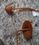 Roststieliges Samthäubchen, Foto 8