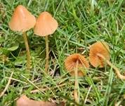 Roststieliges Samthäubchen, Foto 9