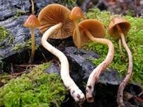 Roststieliges Samthäubchen, Foto 11