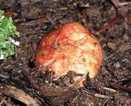 Rotaderiger Wurzeltrüffel, Foto 13
